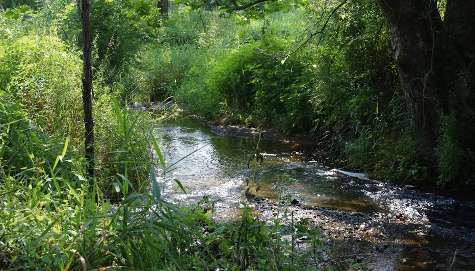 wildlife conservation programs